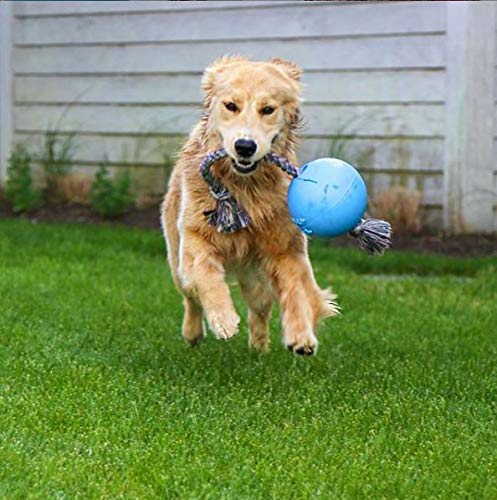 Close-up view of Jolly Pets Romp-n-Roll blueberry ball showing texture and color.