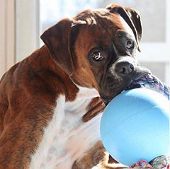 Jolly Pets Romp-n-Roll floats for water retrieval in lakes and pools.