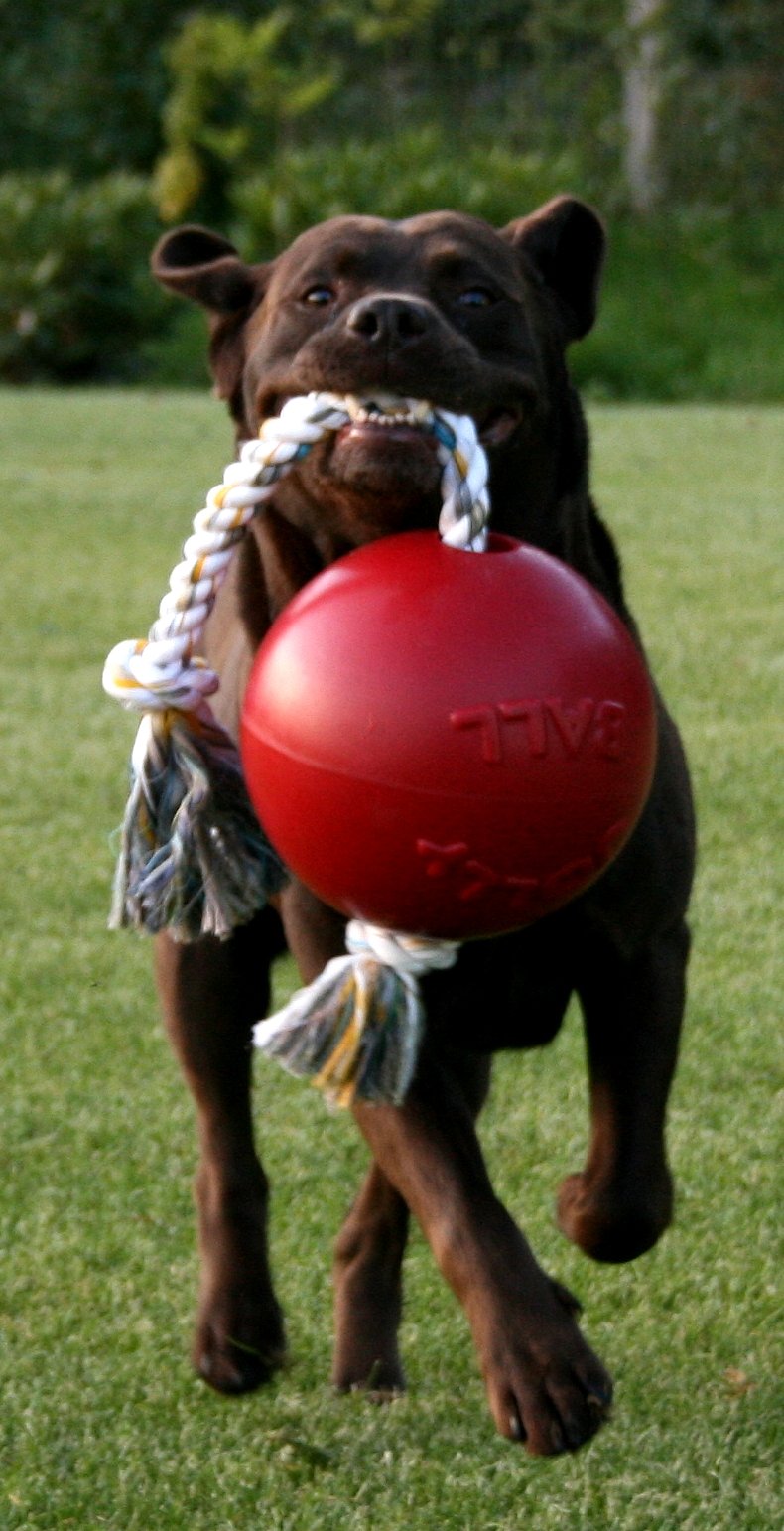 Jolly Pets Romp-n-Roll ball proudly made in the USA, supports shelters.
