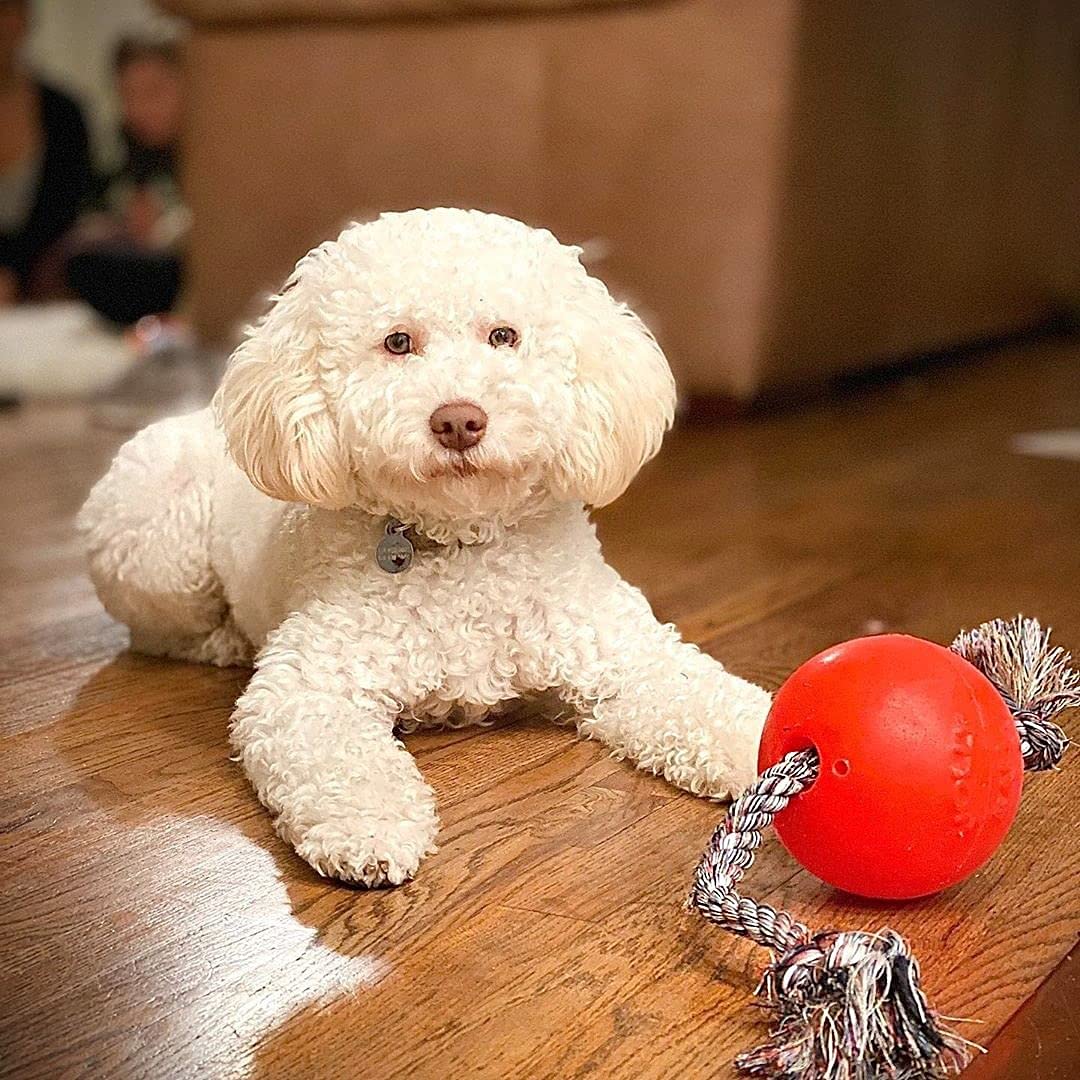 Jolly Pets Romp-n-Roll rope toy keeps rope attached during tug and throw.