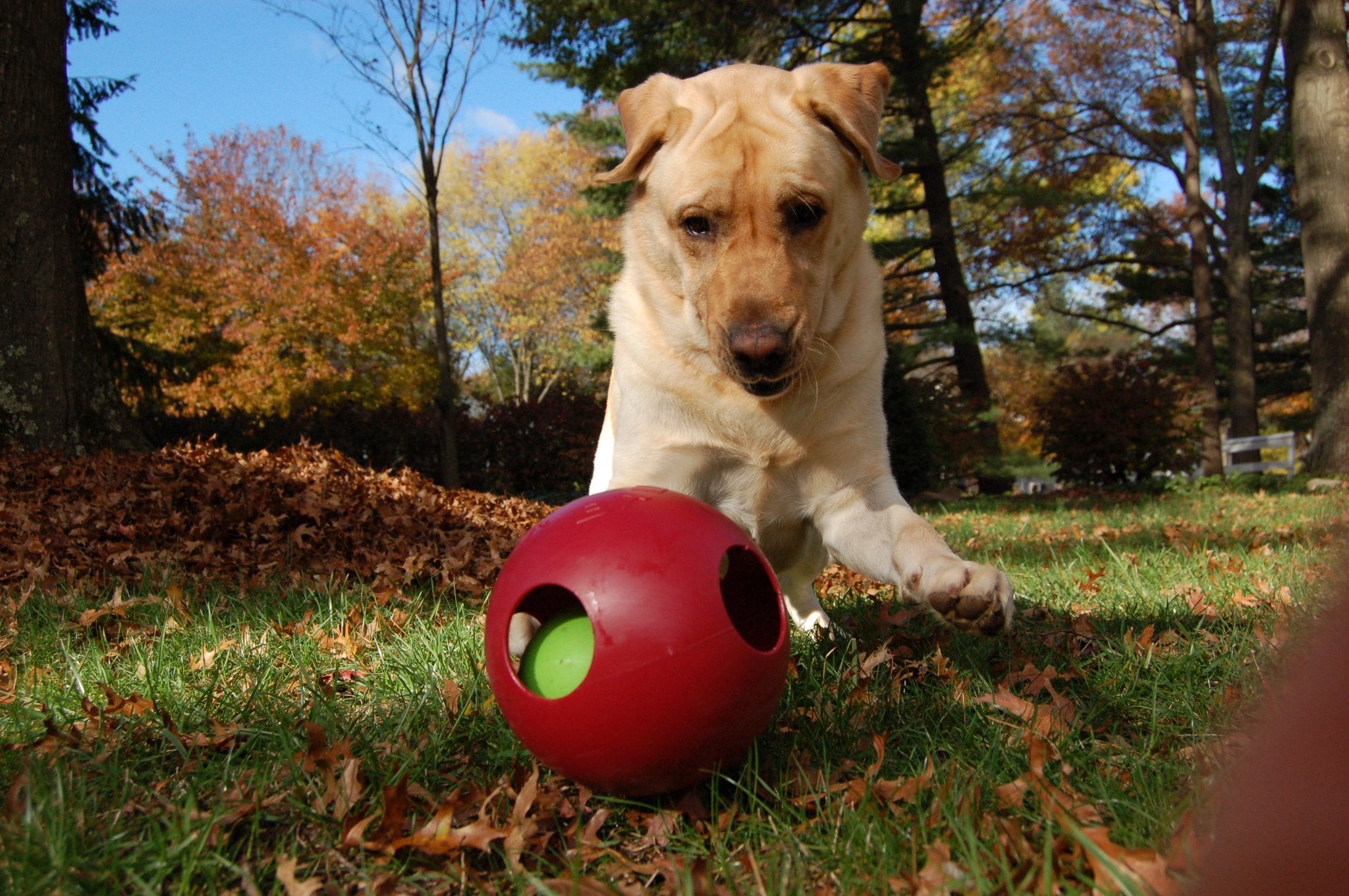 Jolly Pets Teaser Ball durable design supports safe, long-lasting play