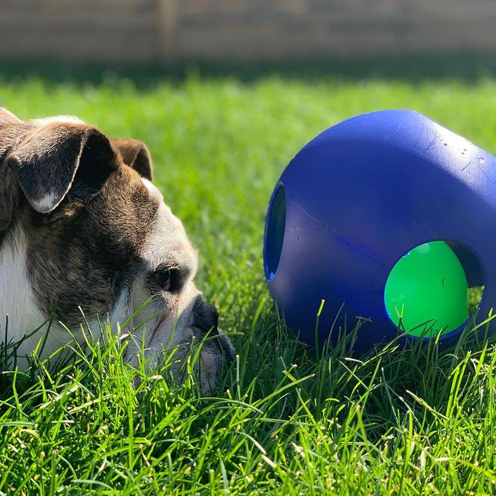 Jolly Pets Teaser Ball peanut-butter option adds enrichment.