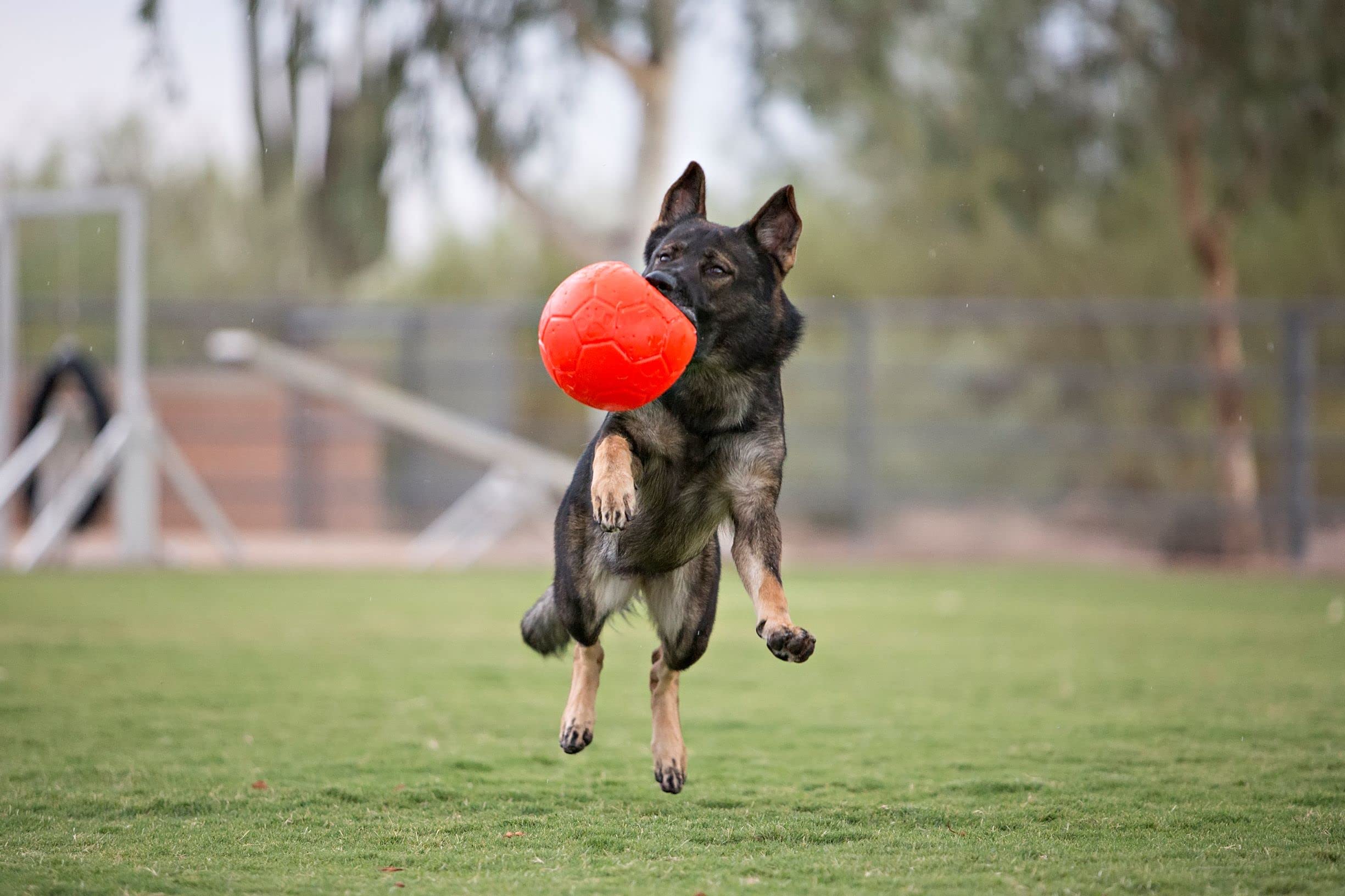 Jolly Pets textured grip ball helps dogs catch and hold it when wet.