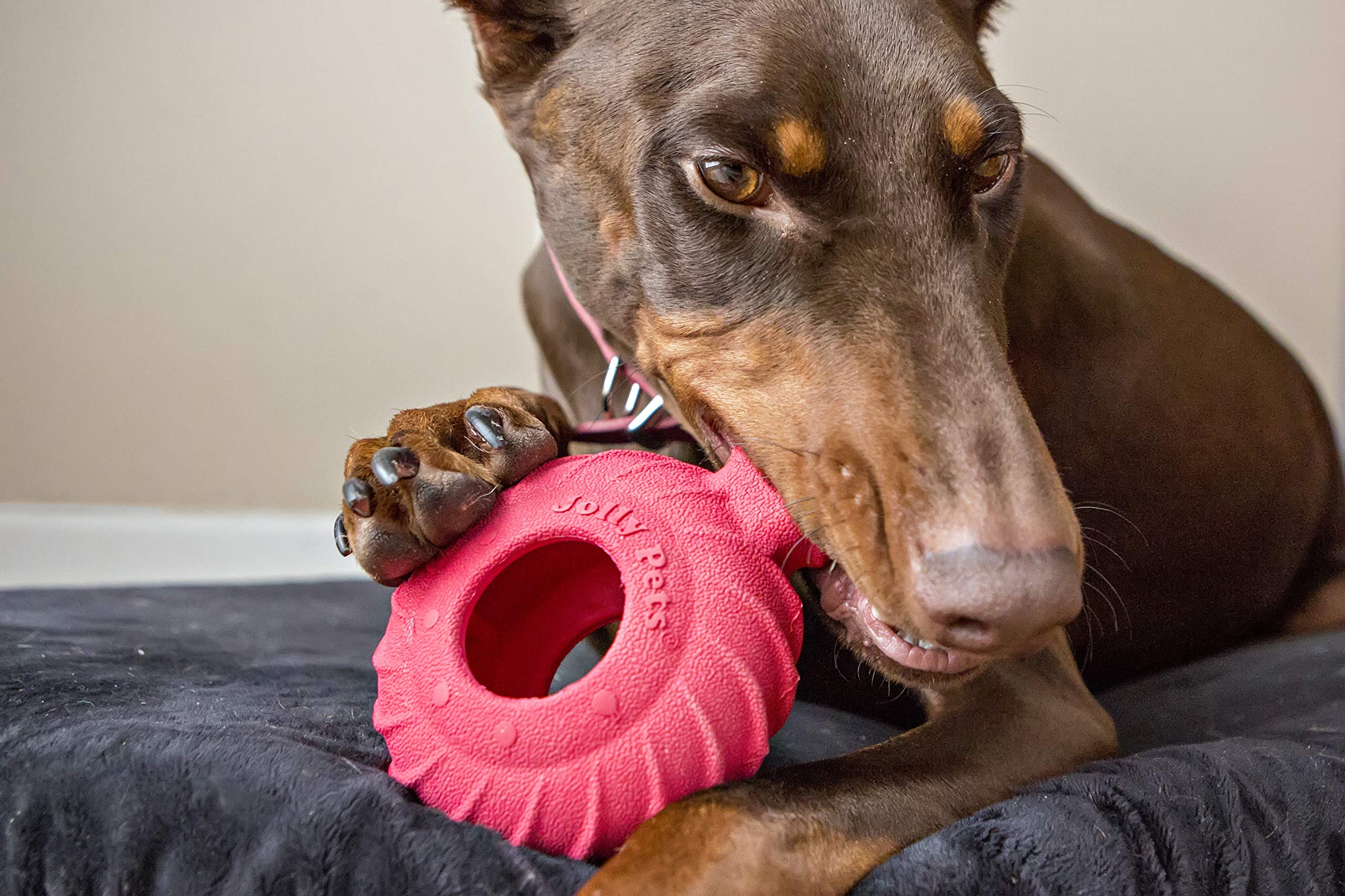 Jolly Pets Tuff Treader bounce action demonstrates playful fetch and lively movement