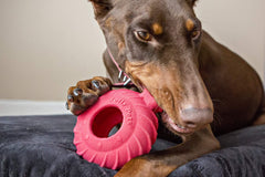 Jolly Pets Tuff Treader bounce action demonstrates playful fetch and lively movement