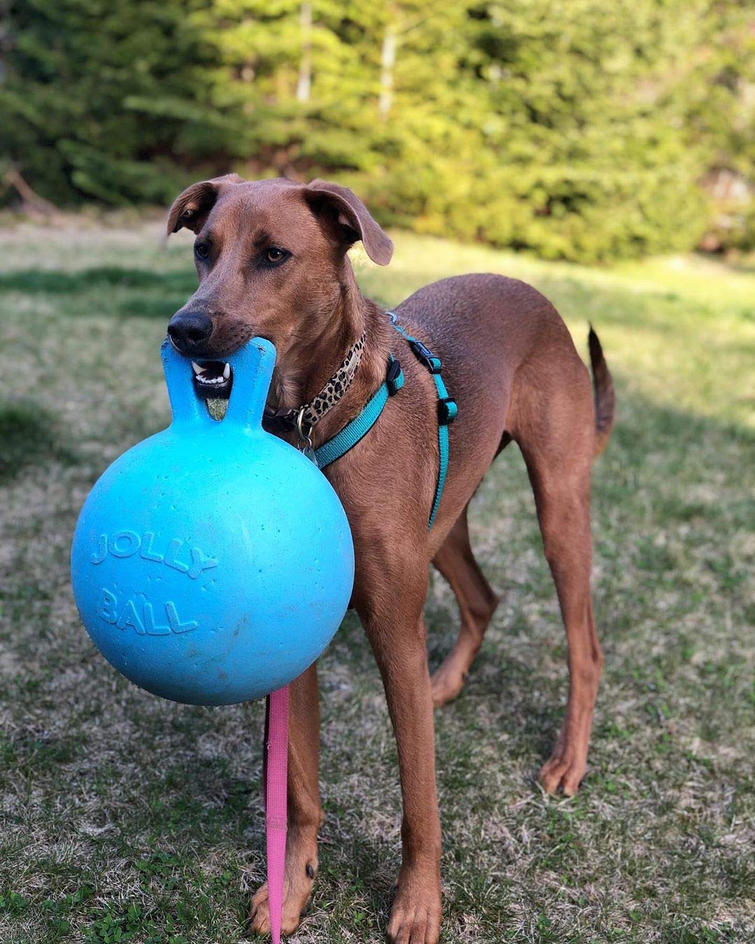 Jolly Pets Tug-N-Toss floating on water for water-based fetch and entertainment.