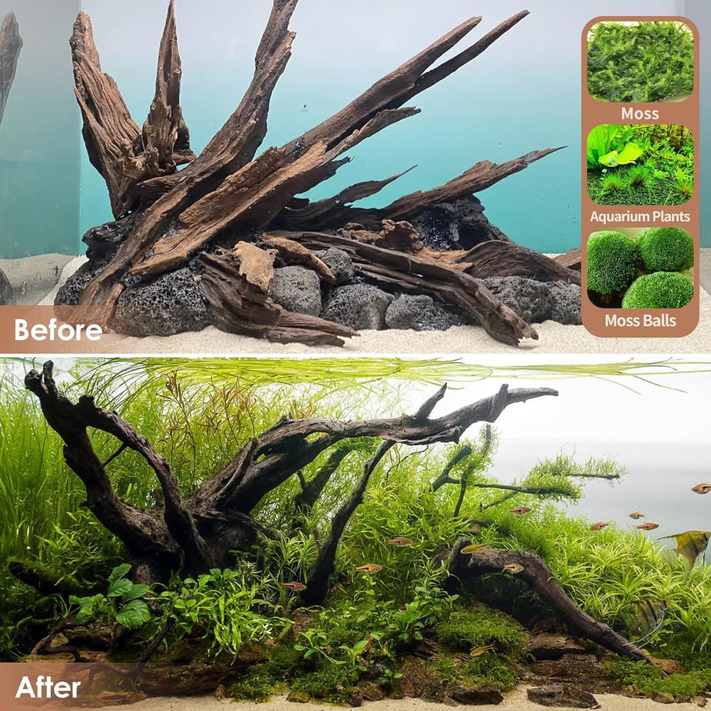 Jorewood driftwood pretreated to reduce tannins before adding.