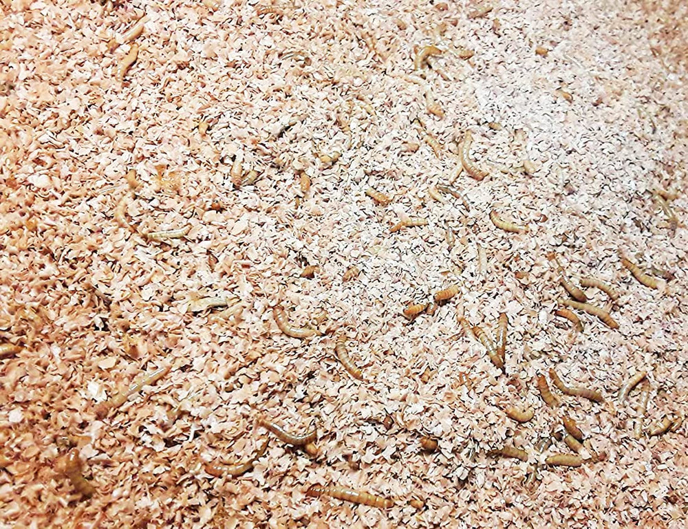 Bedding setup from Josh's Frogs demonstrates clean, low-maintenance care.