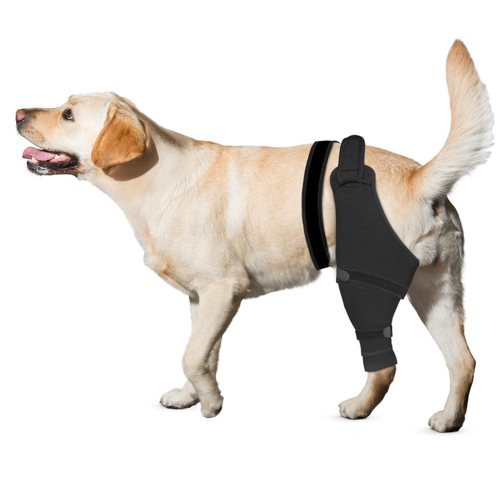 Joypig rear leg sleeve protects the dog's hind leg during recovery.