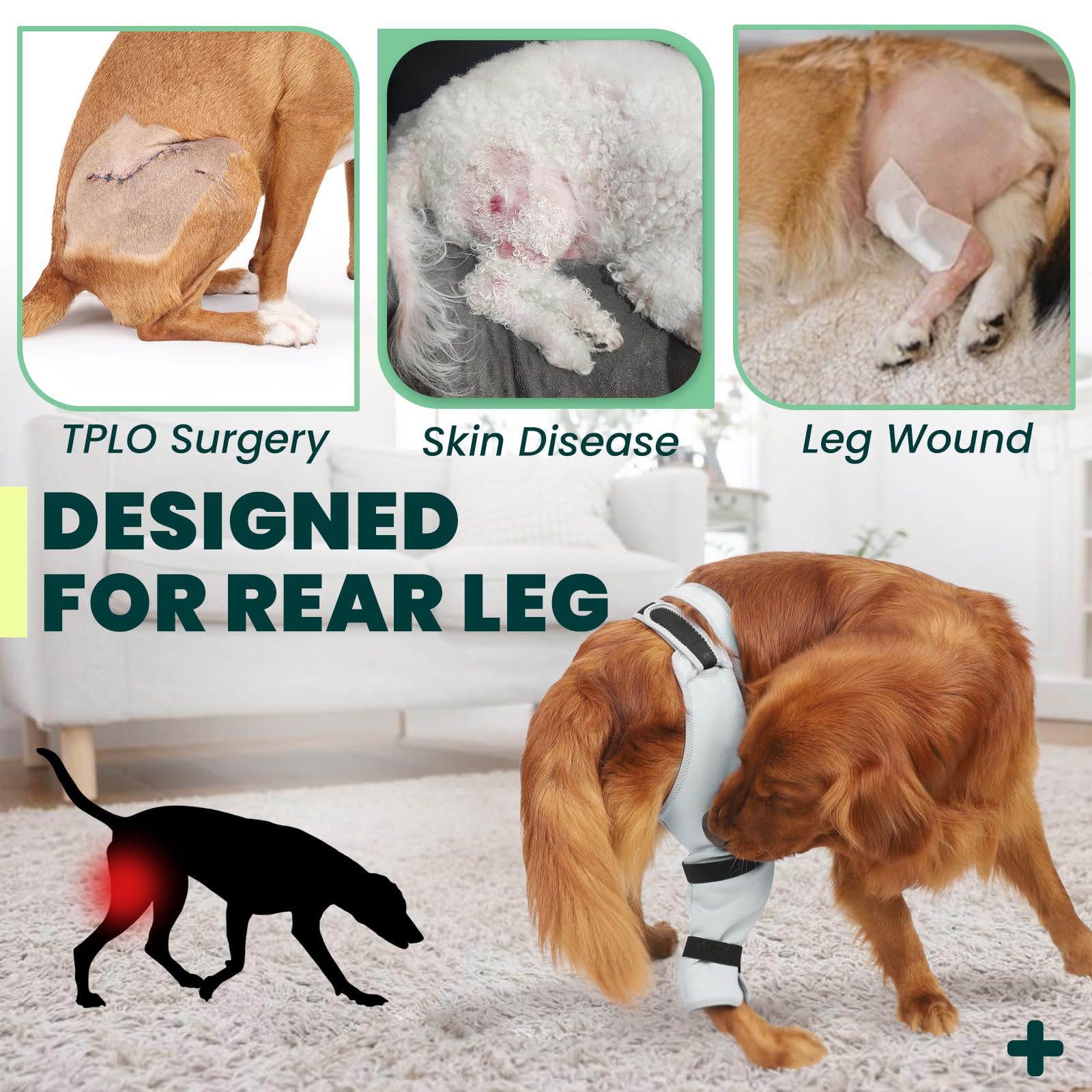 Joypig rear leg sleeve left worn by dog during walk to prevent licking.