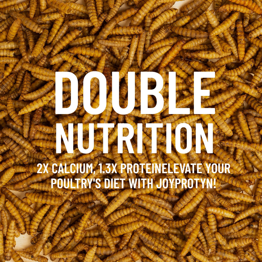 Close-up of dried Joyprotyn BSFL larvae showing texture