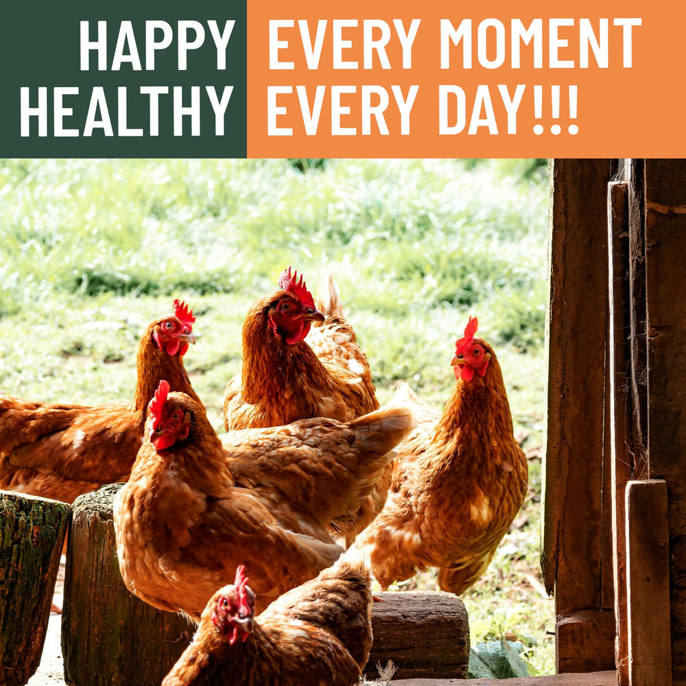Joyprotyn BSFL packaging with quick feeding tips for poultry nutrition.