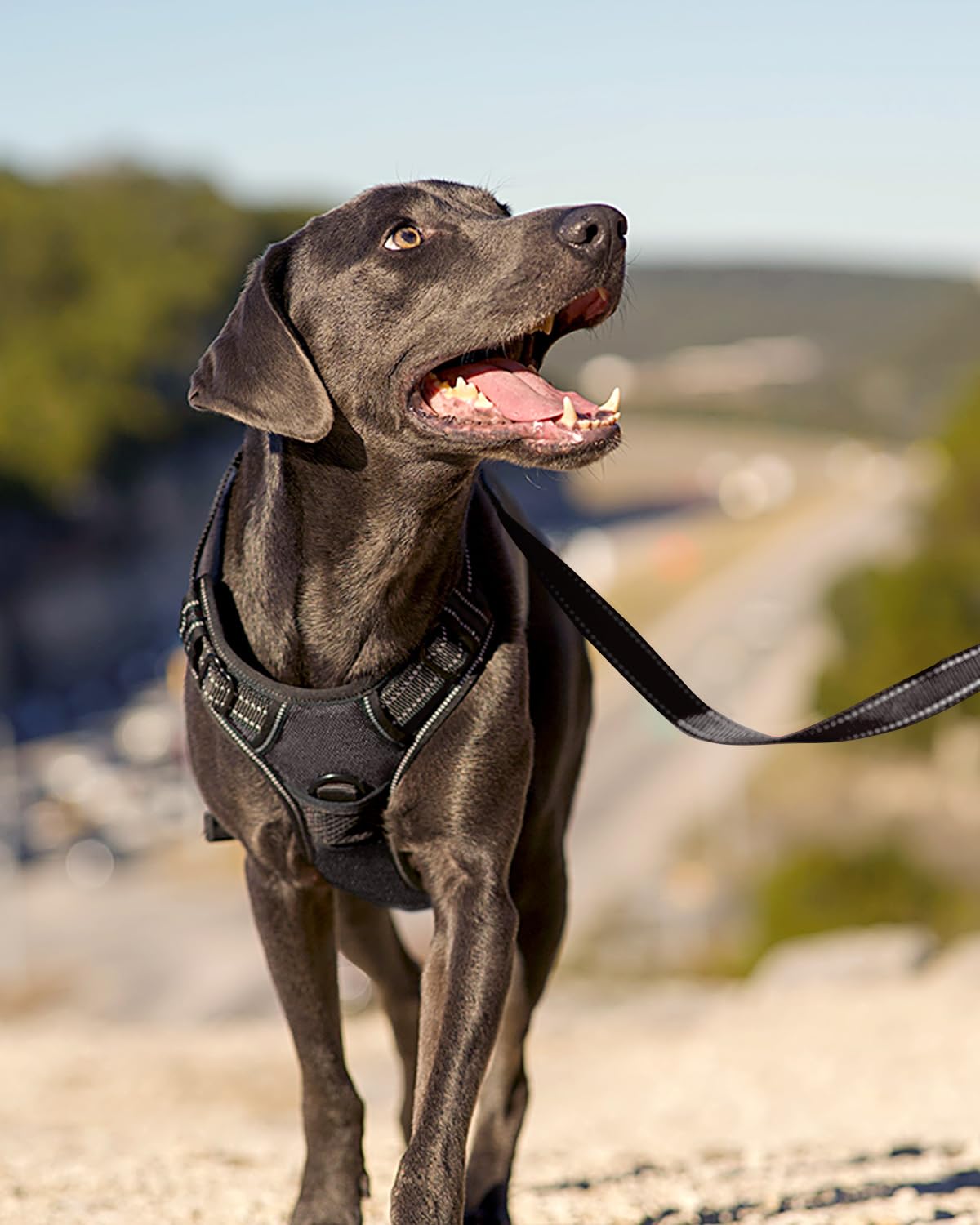 Joytale No Pull Harness water resistant nylon with breathable lining reduces chafing.