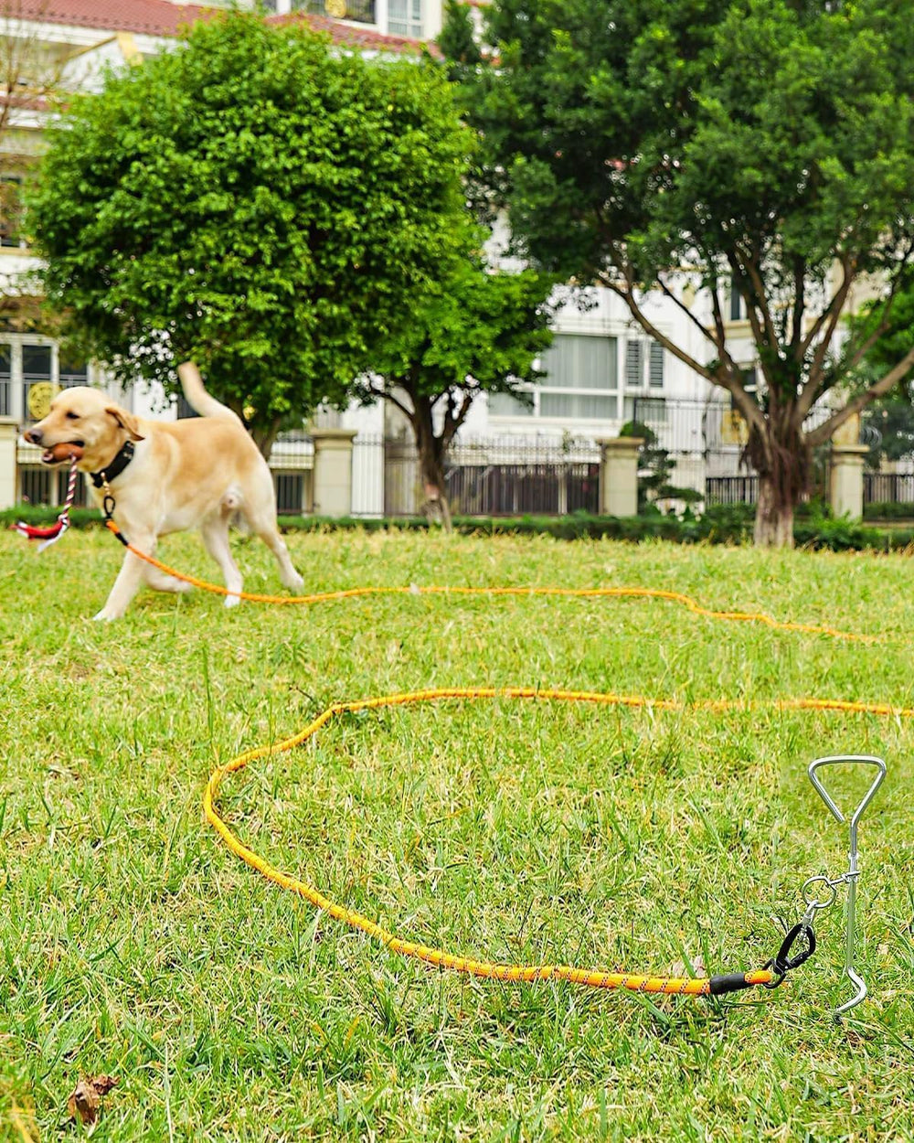 Joytale long leash minimizes hand strain during intense training sessions.