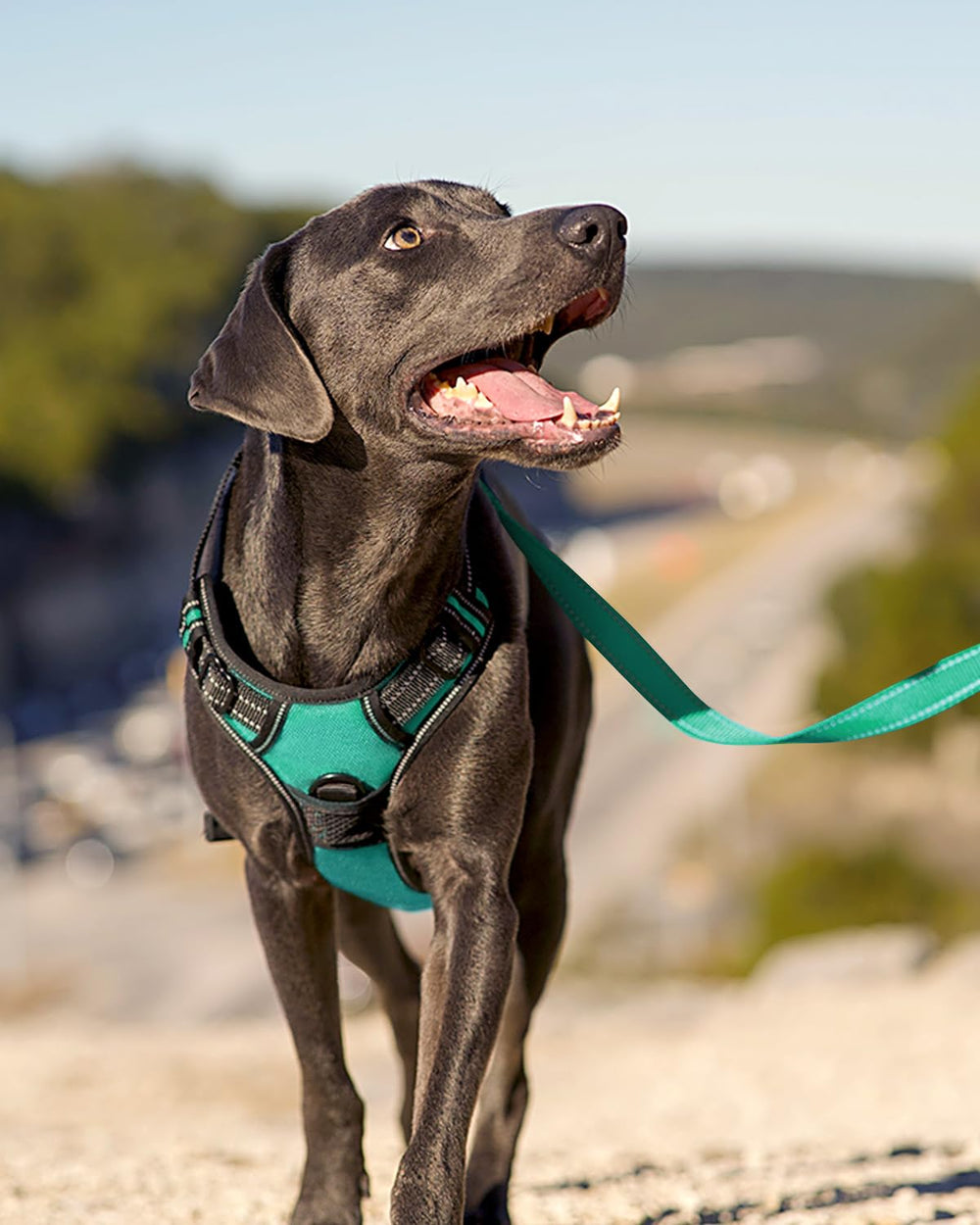 Joytale No Pull Harness teal soft mesh lining for comfort
