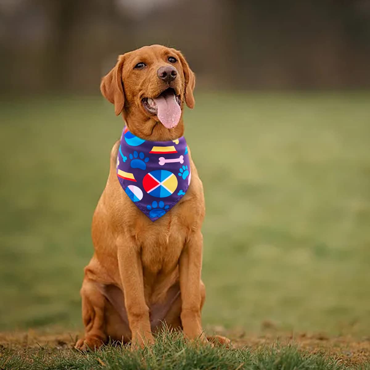 JpGdn large breed bandana set great for grooming and photo shoots