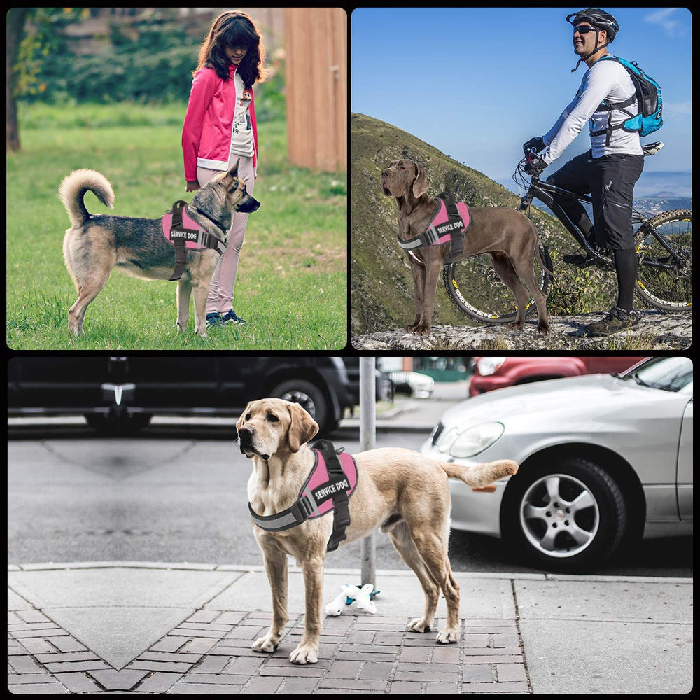 JSXD adjustable chest and neck straps ensure a secure fit.