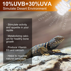 Jugbuy UVB setup for bearded dragon habitat supports natural activity.