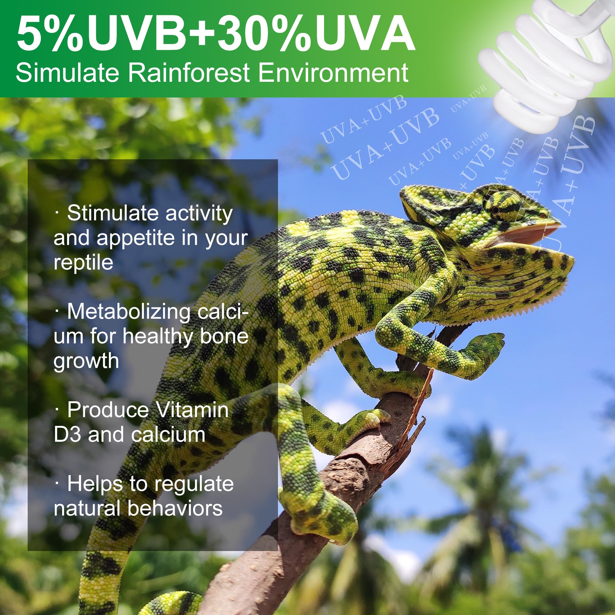 Jugbuy rainforest-simulating UVB light promoting activity and appetite.