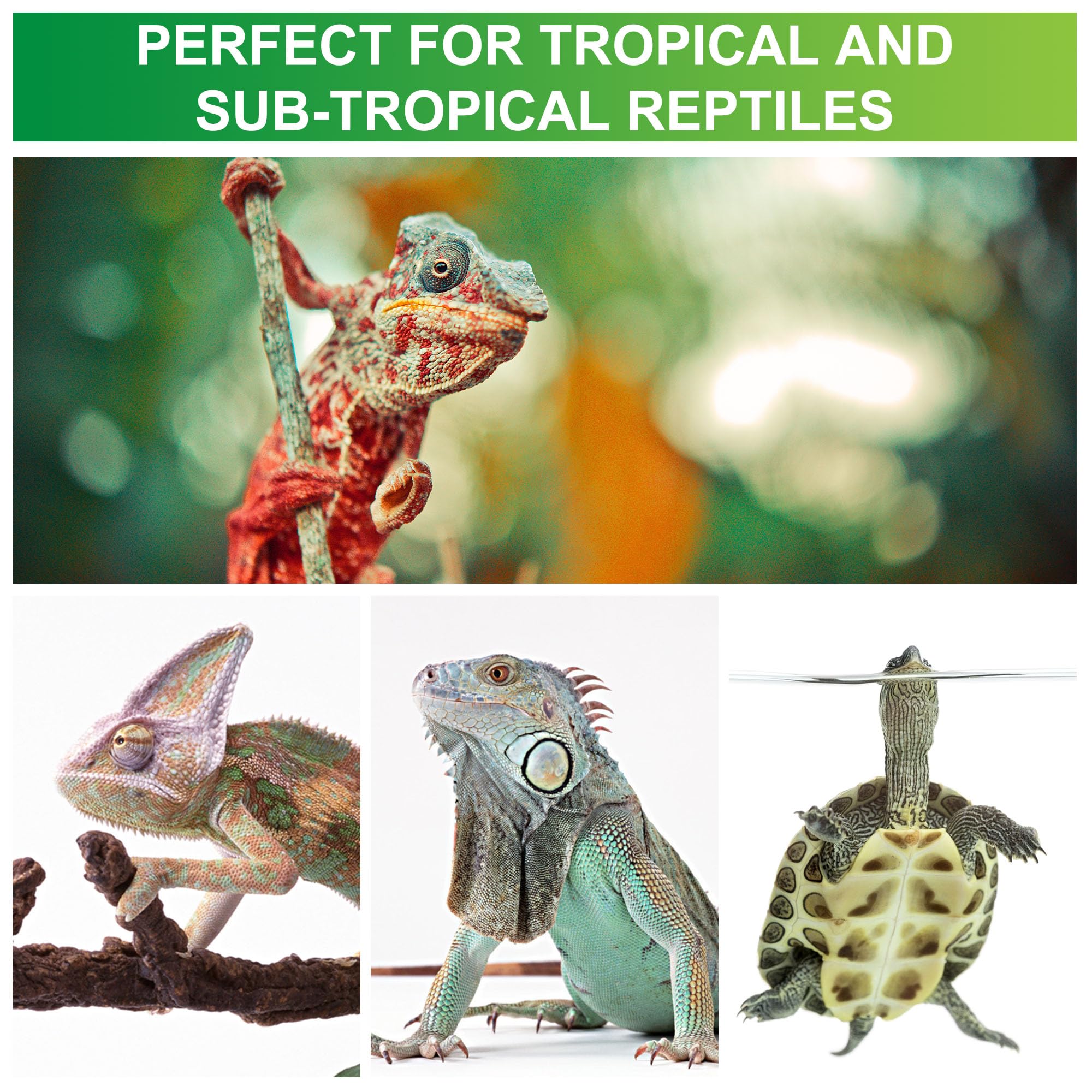 Jugbuy tropical reptile terrarium setup featuring Jugbuy bulb.