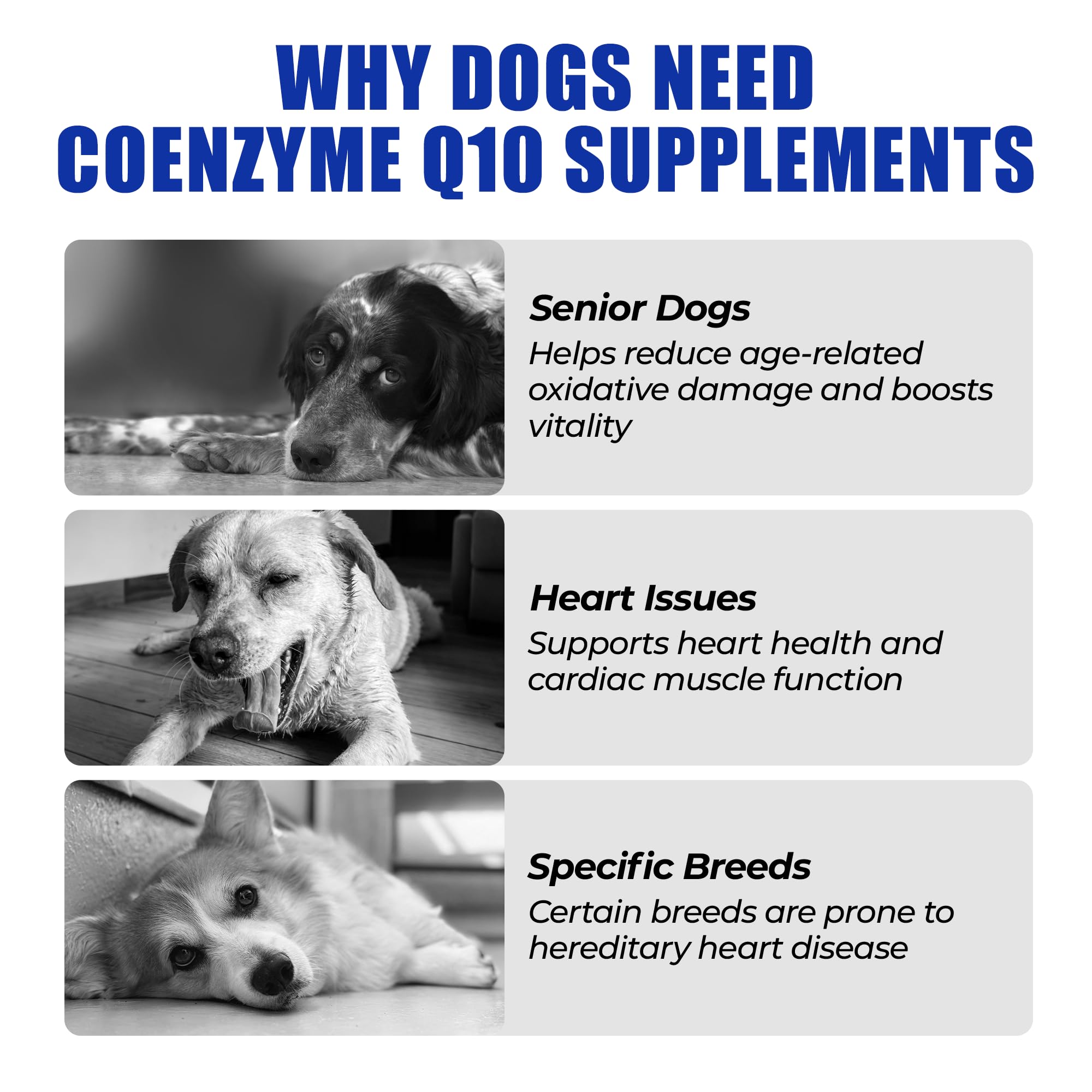 Just Try Coenzyme Q10 Heart Bites chews close-up highlighting easy dosing
