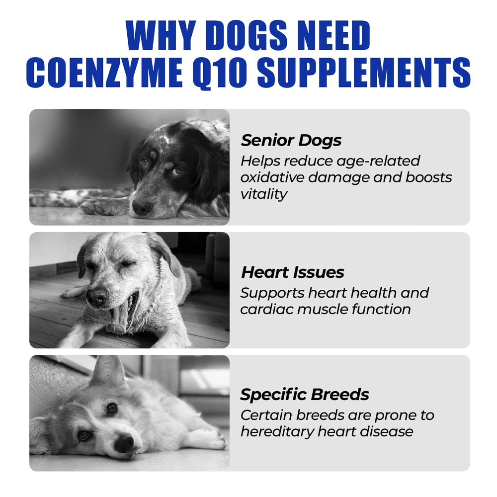 Just Try Coenzyme Q10 Heart Bites chews close-up highlighting easy dosing