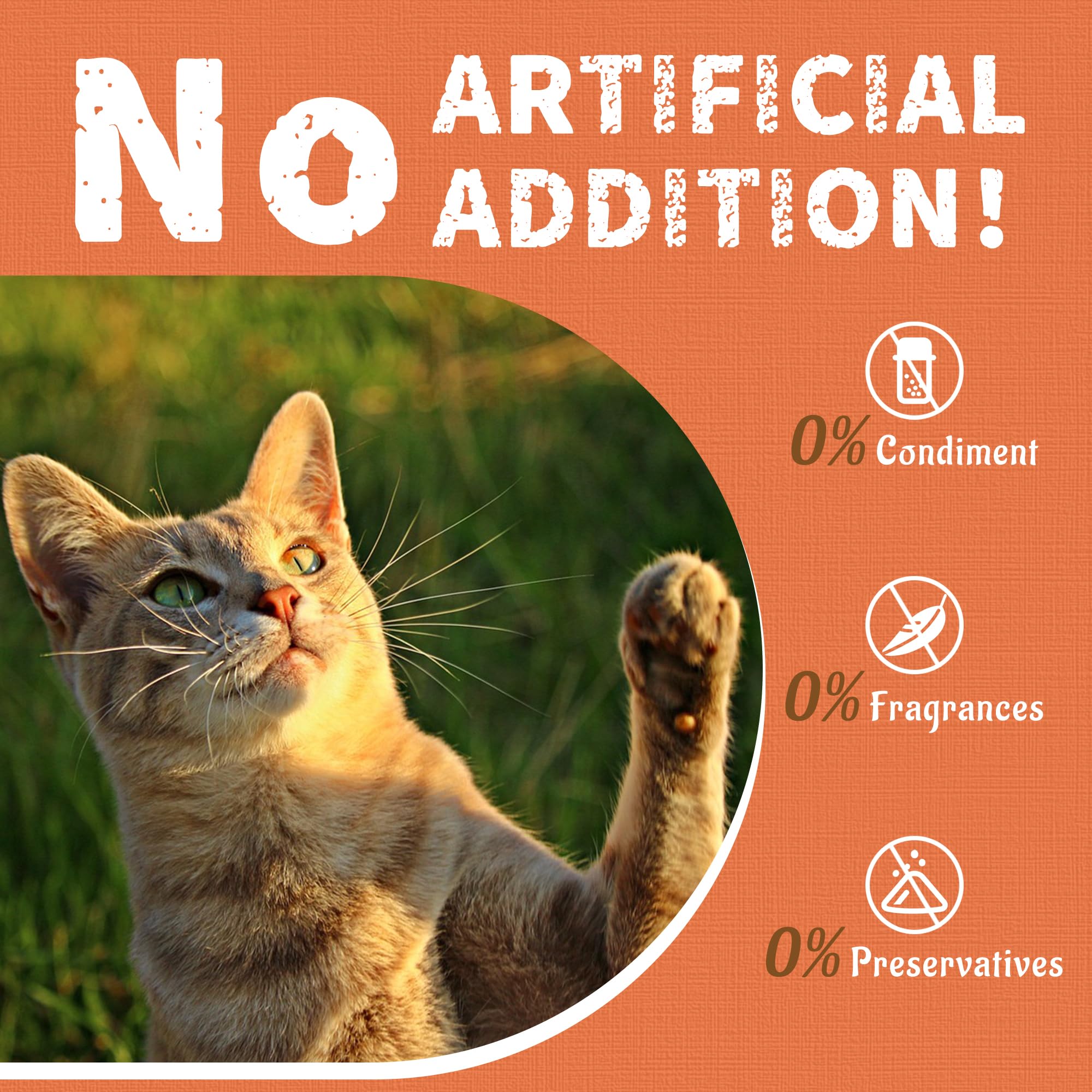 Just Try reward session with cat shows simple training moments.