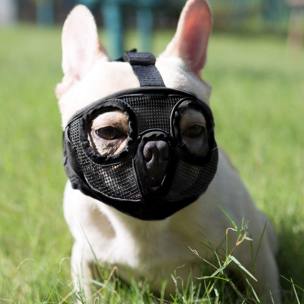 JYHY short snout muzzle with breathable mesh for daily comfort