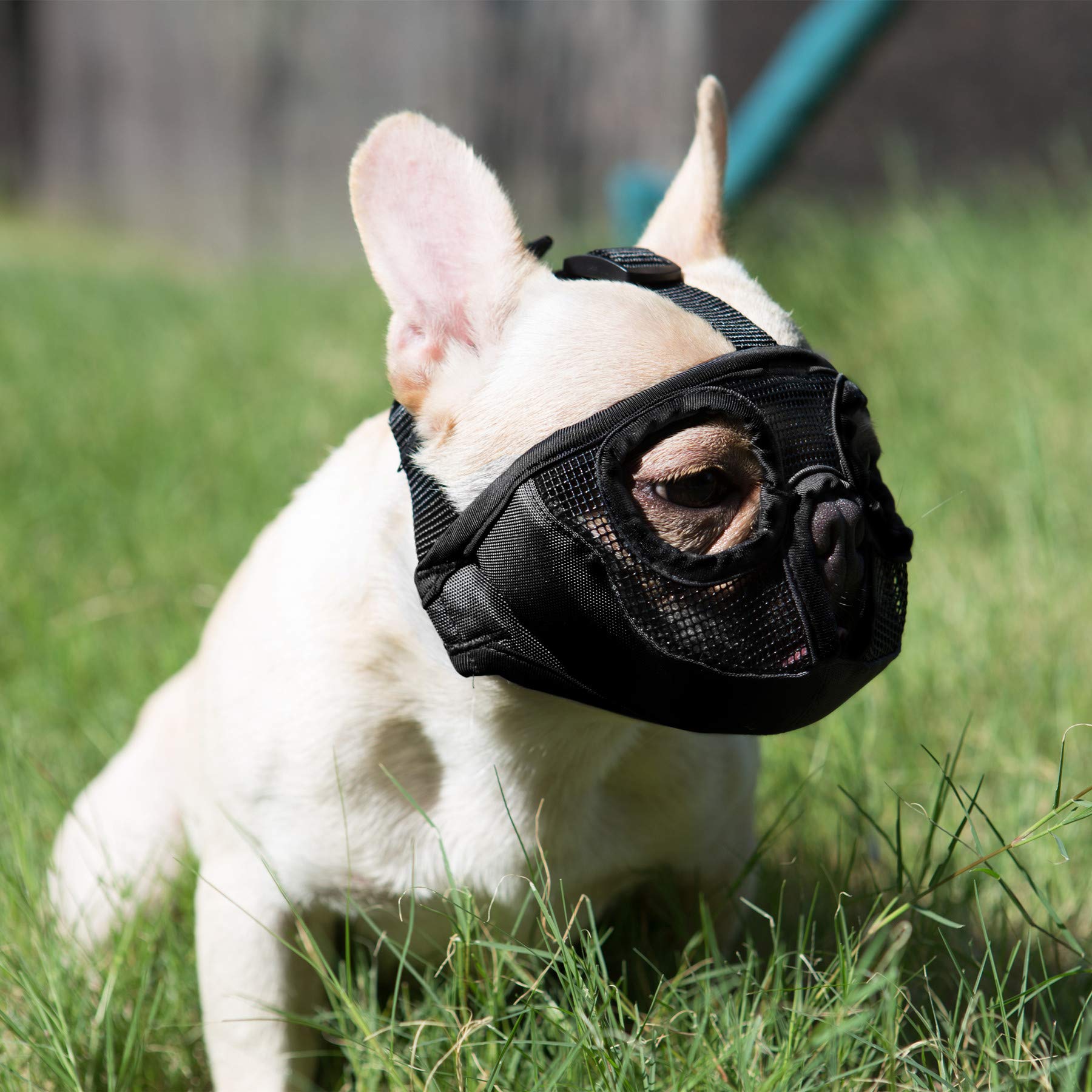 JYHY muzzle supports training, chewing control, and barking management
