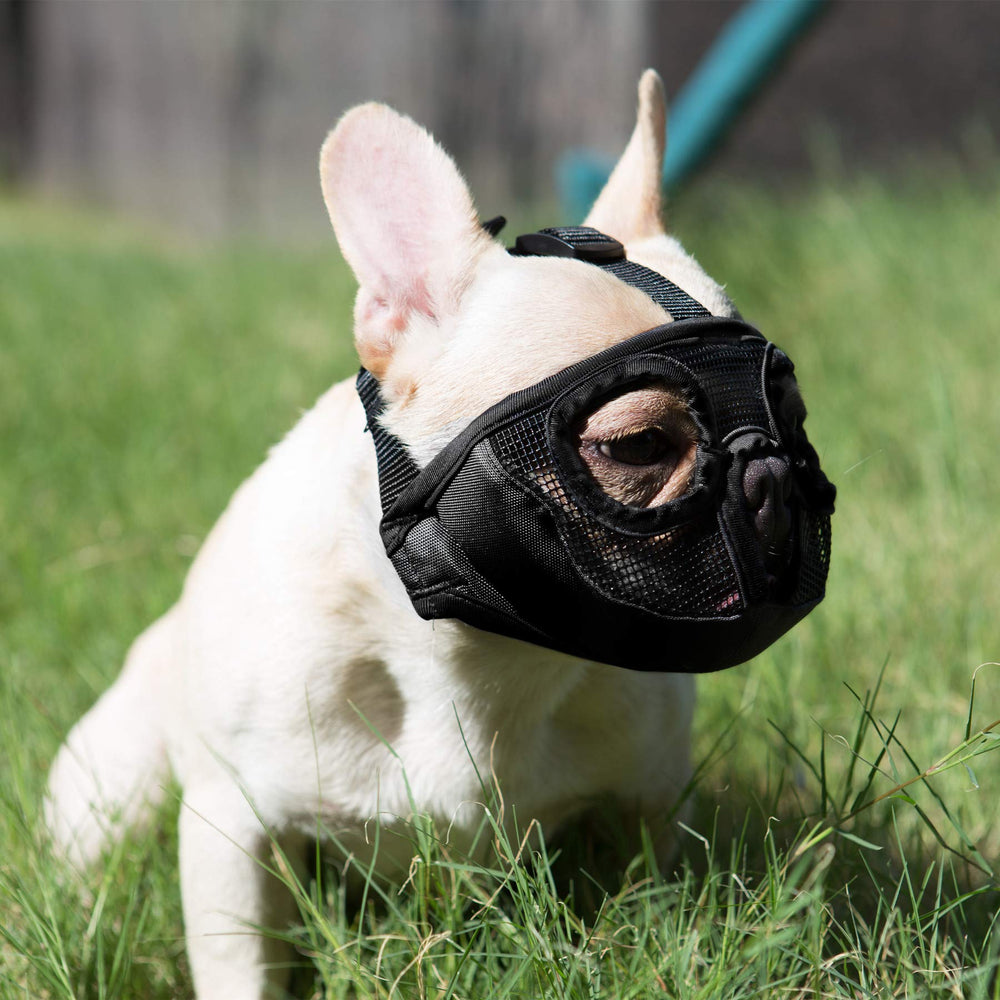 JYHY muzzle supports training, chewing control, and barking management