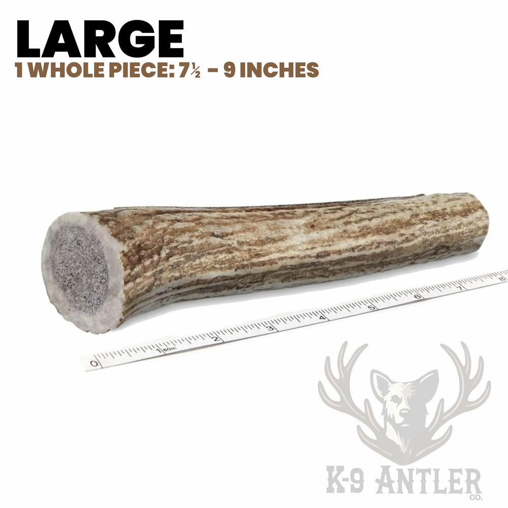 K-9 Antler Co. deer antler with marrow sealed inside for extended chew sessions.