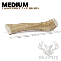 K-9 Antler Co. dog chewing elk antler, a satisfying outlet for moderate chewers.