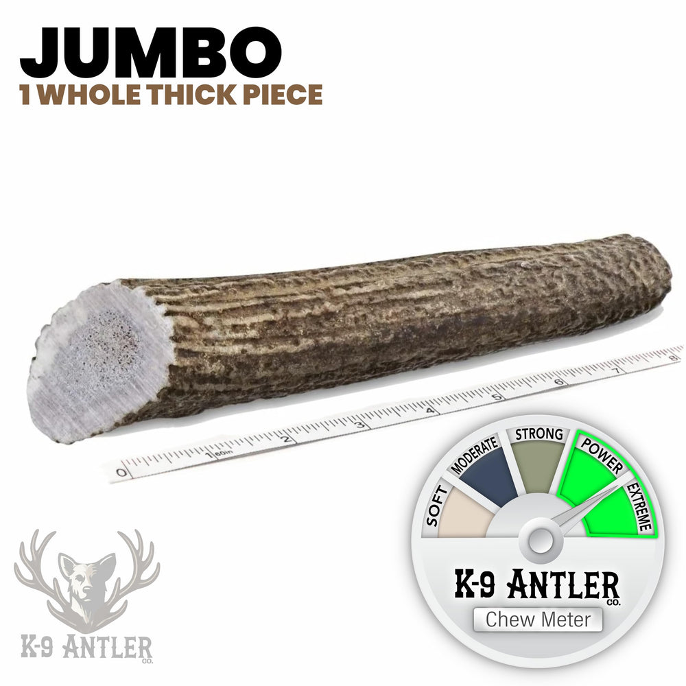 K-9 Antler Co elk antler close-up highlighting natural texture and sturdy composition.