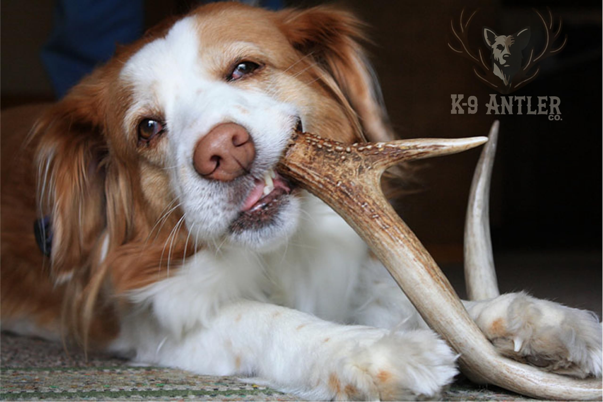 K-9 Antler Co. elk antlers large split ethically harvested—eco-friendly chew option.