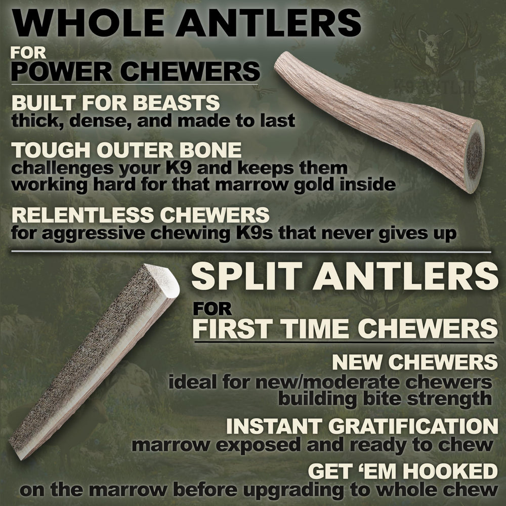 K-9 Antler Co. naturally shed antler found in the wild for dogs