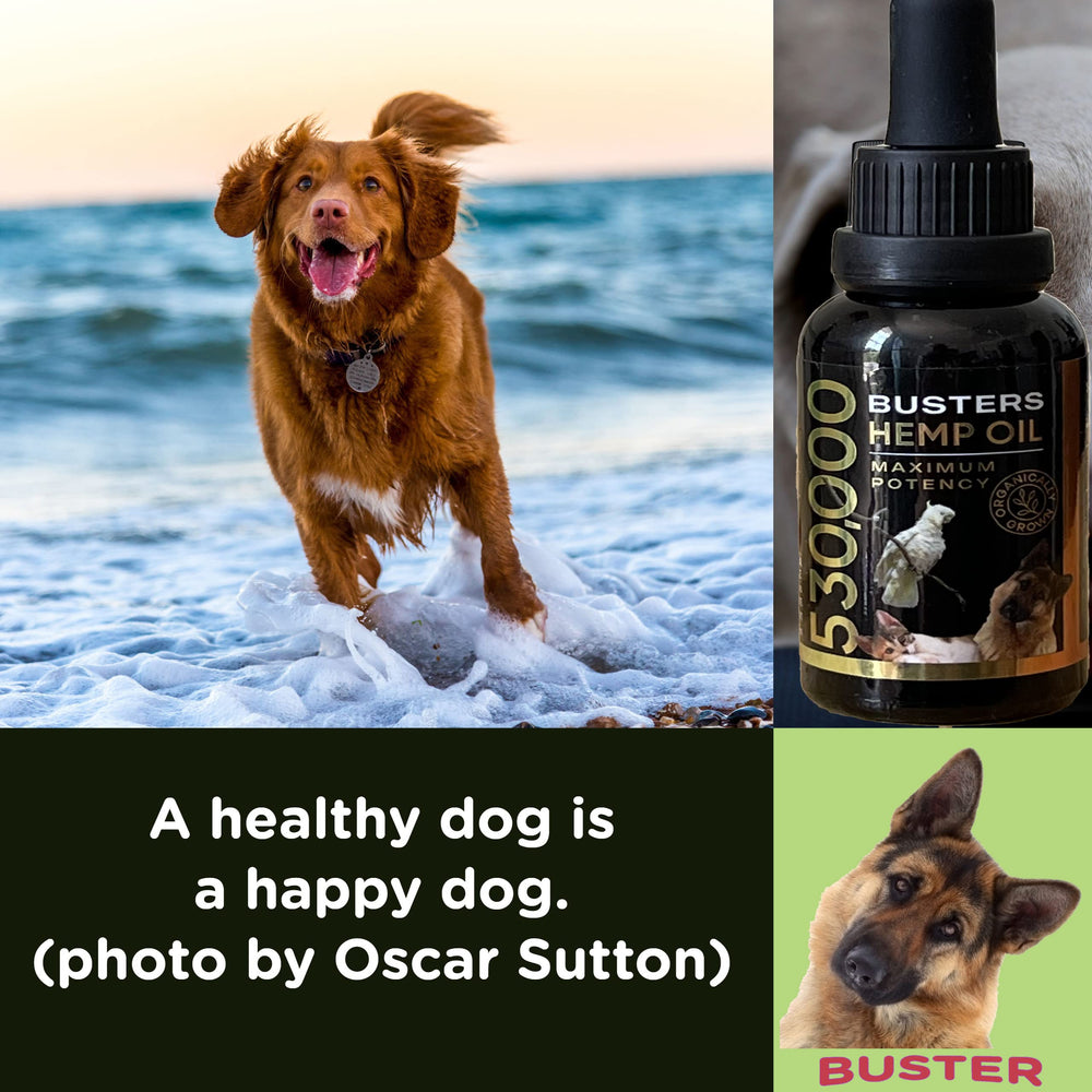 K2xLabs Busters Hemp Oil in daily pet routines.