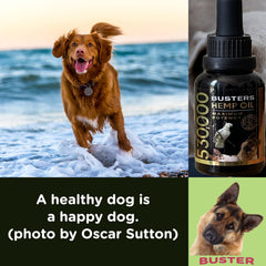 K2xLabs Busters Hemp Oil in daily pet routines.