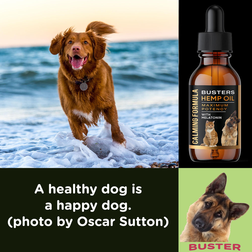K2xLabs Buster's relaxed pet scene suggests gentle support during high-stimulus moments.