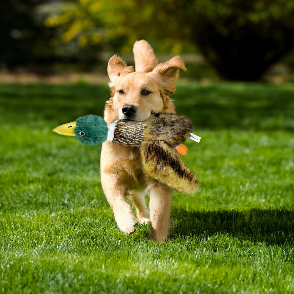 k8PurrDog large squeaky duck toy triple-sound design improves play engagement.