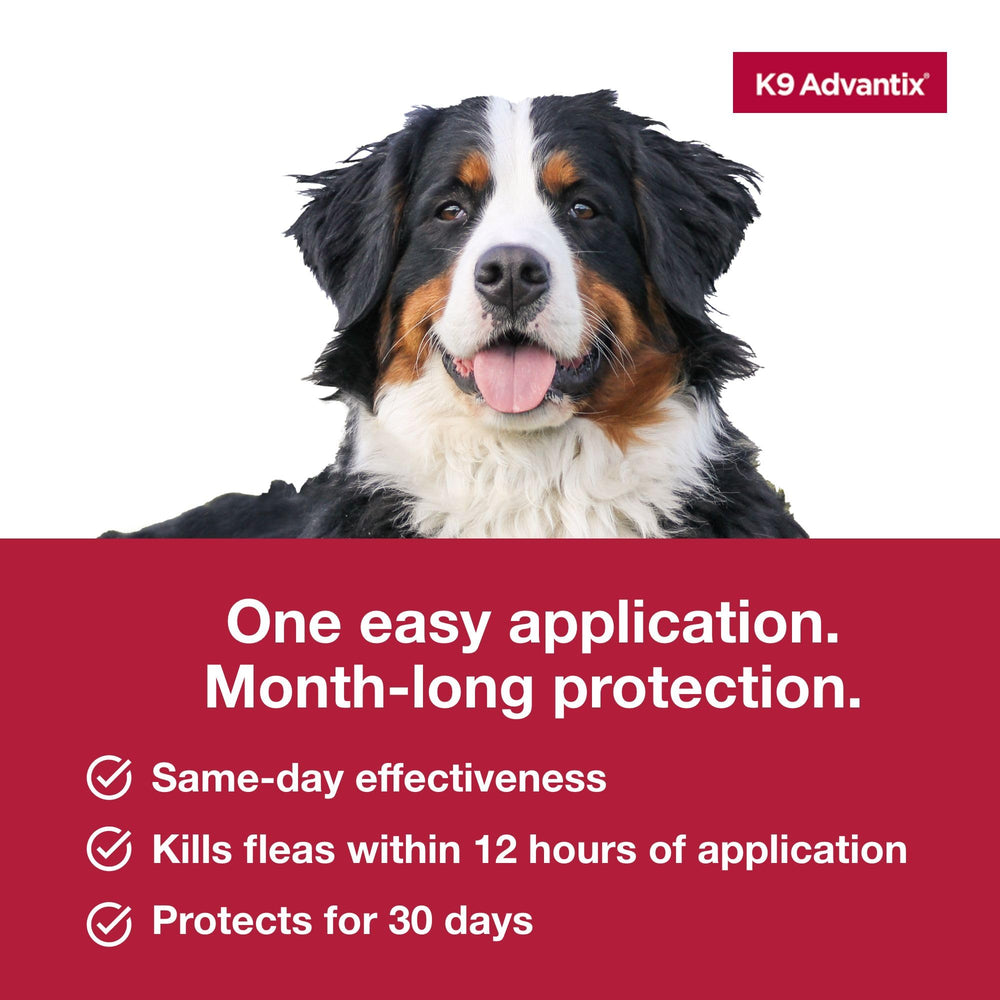K9 Advantix Extra Large dog outdoors after treatment suggests ongoing protection.