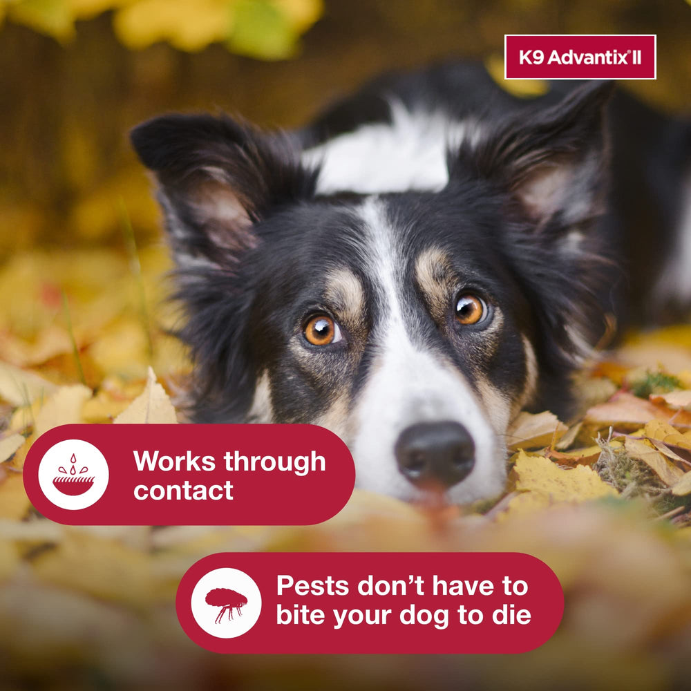 K9 Advantix II dog care routine shot highlights simple monthly ritual.