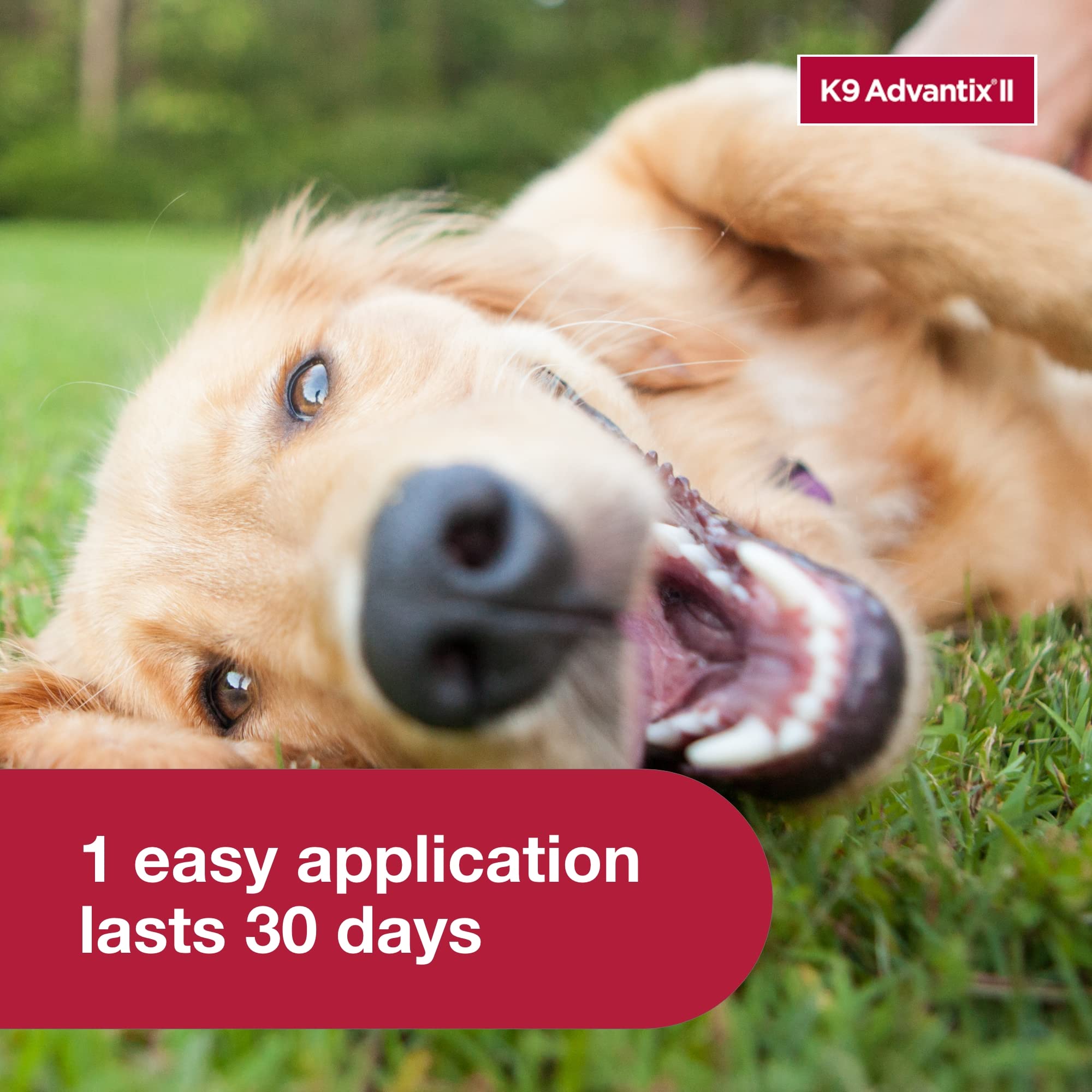 K9 Advantix II large dog waterproof after 24 hours supports outdoor adventures.