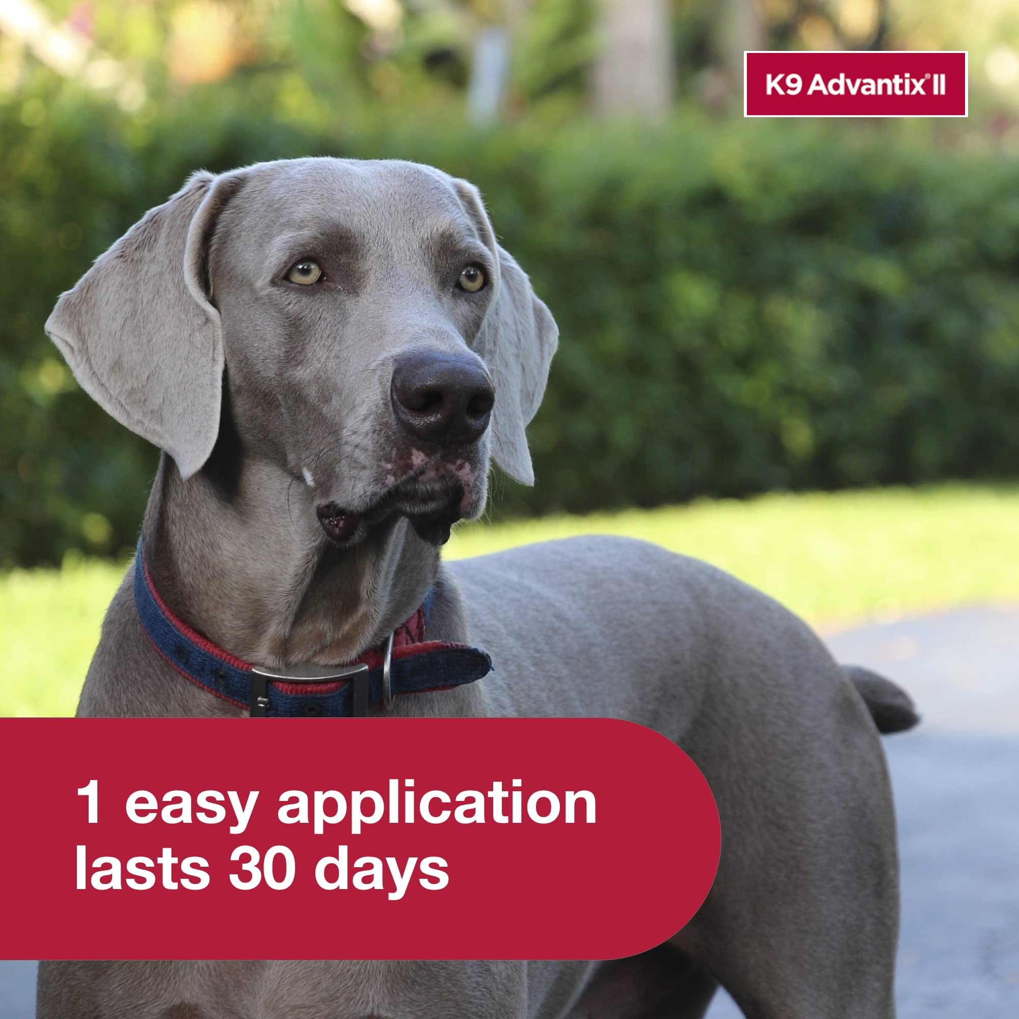 K9 Advantix II XL protects indoor and outdoor dogs with topical pest defense.