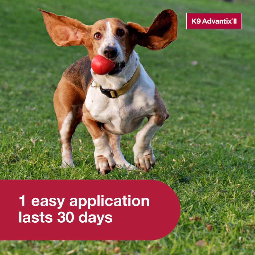 K9 Advantix II helps protect against fleas in real-life use for small dogs.