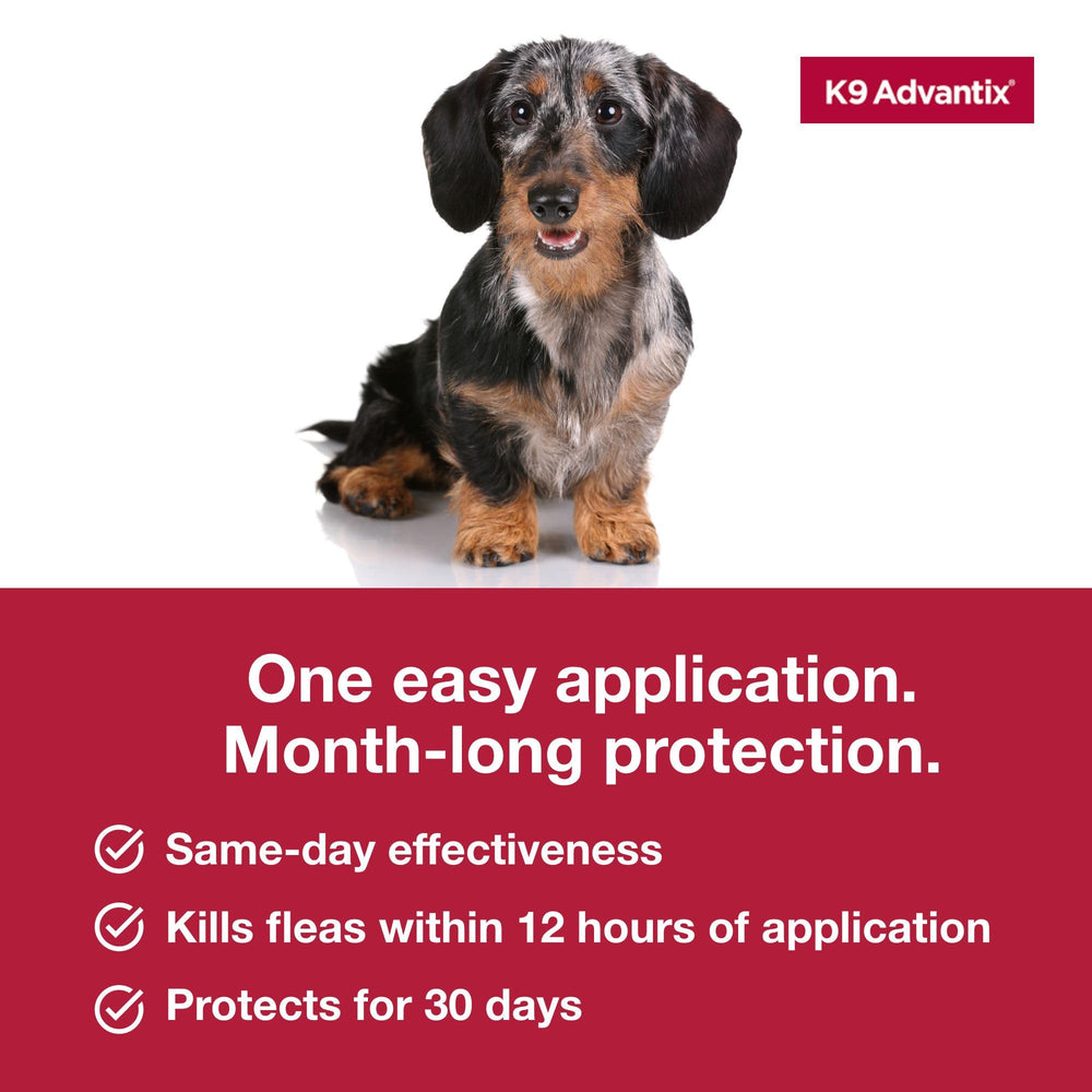 K9 Advantix small dog waterproof after 24 hours supports daily adventures.