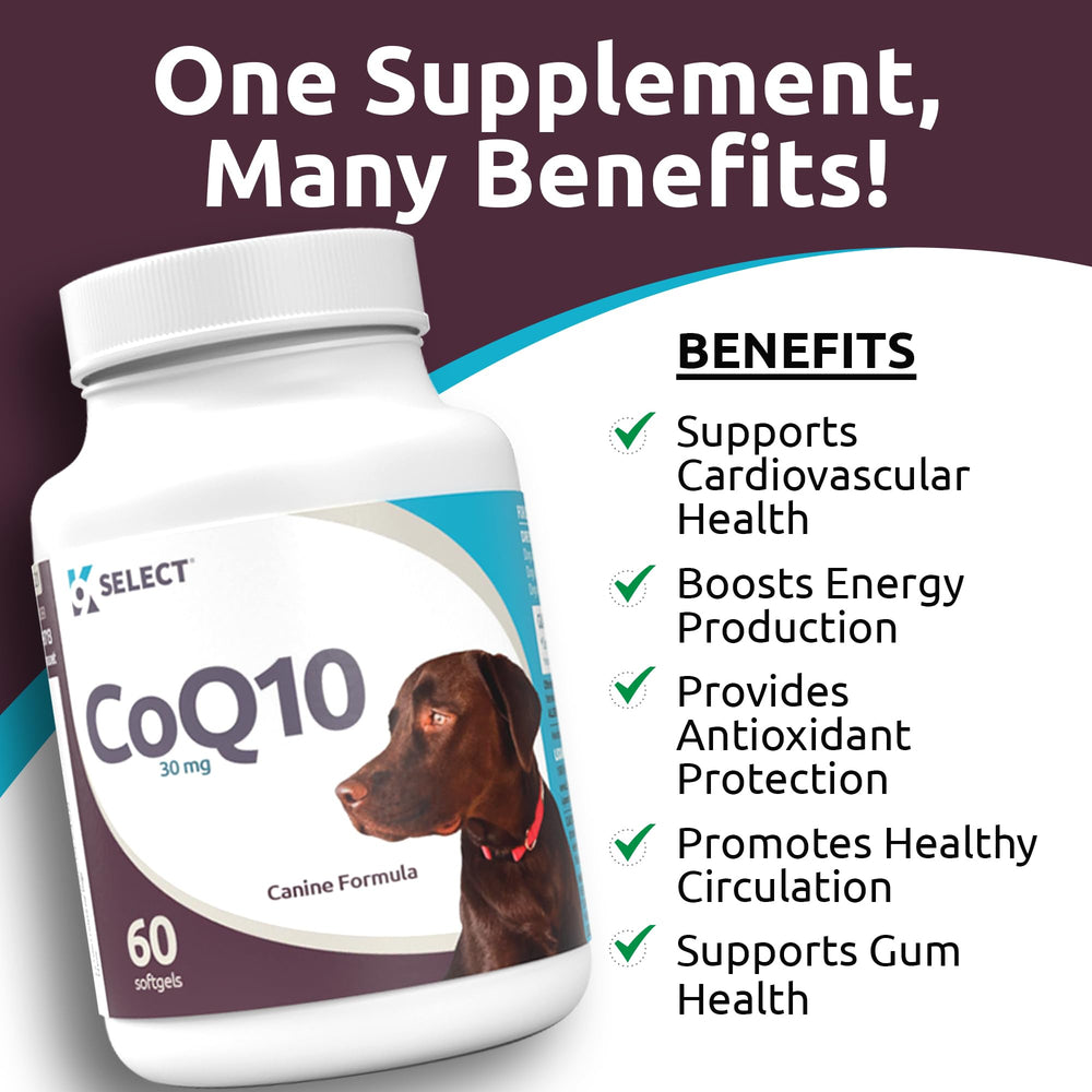K9 Select CoQ10 energy support for dogs during daily activities.