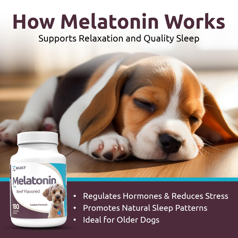 Relaxed dog resting after a chew of K9 Select melatonin.