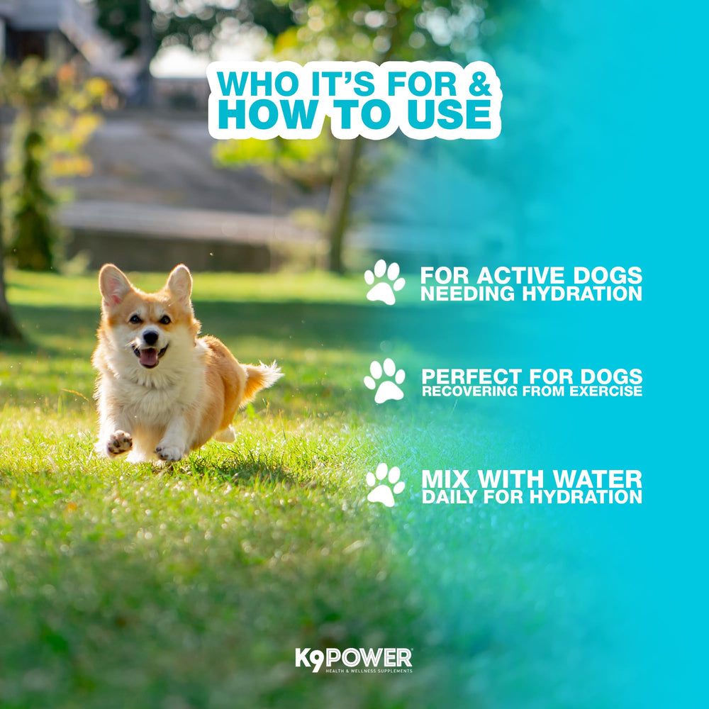 K9Power Go Dog real meat flavor packaging conveys tasty hydration aid.
