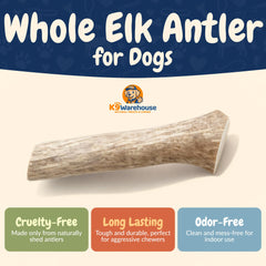 K9warehouse elk antlers long-lasting chew helps keep dogs engaged.