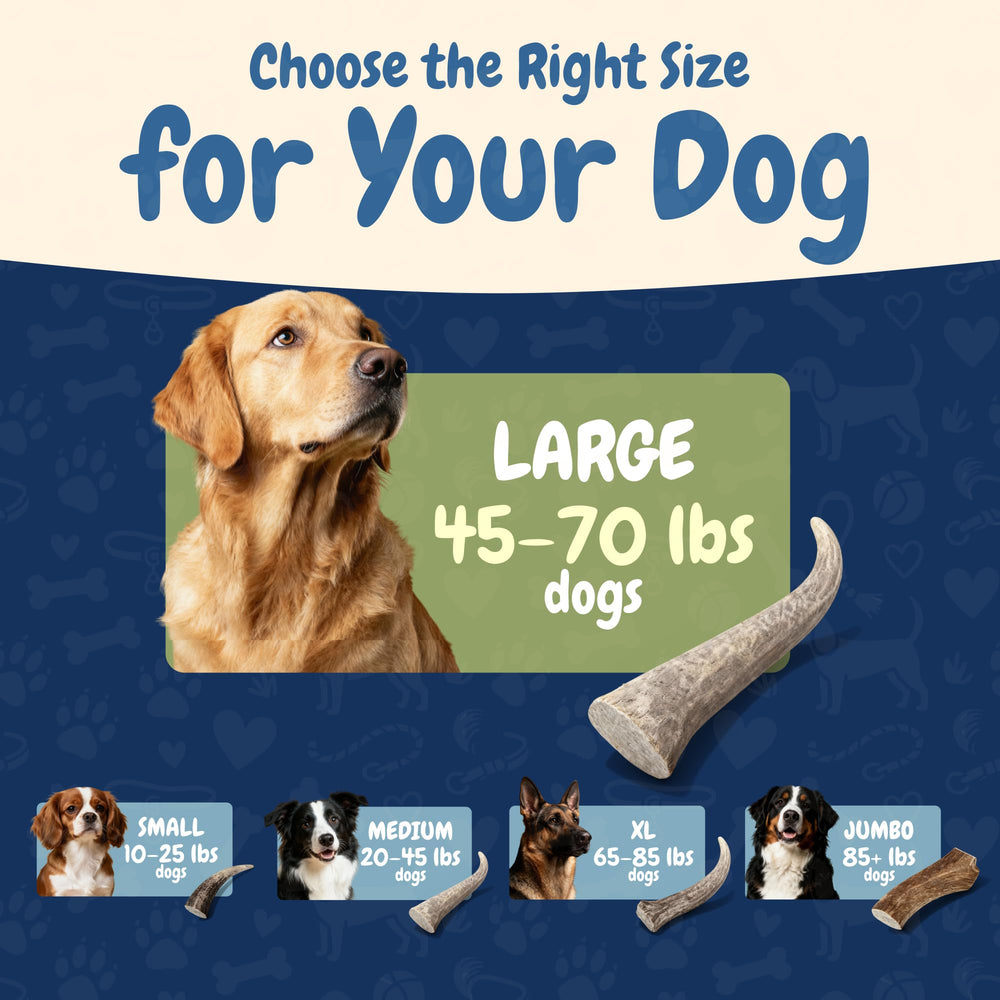 K9warehouse elk antlers are mineral-rich to support canine bone health.